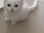 Pure Persian Kittens