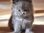 Persian Kittens