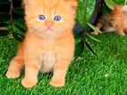 Pure Persian kittens