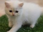 Persian Kittens
