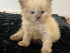 Pure Persian Kittens