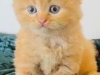 Pure Persian Kittens