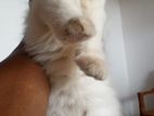 Pure Persian Kittens – Healthy with Fluffy
