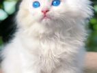 Pure Persian Kittens