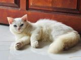 Pure Persian kittens