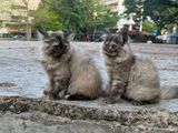 Pure Persian Kittens