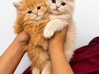Pure Persian Kittens