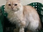 Pure Persian Male Cat