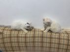 pure persian male kitten