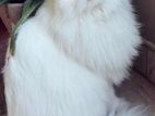 Pure Persian Cat