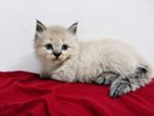 Persian Kitten