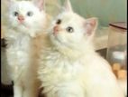 Pure Persian white kitten