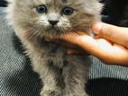 Persian Kitten