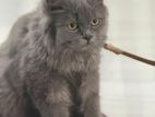 Persian Cat