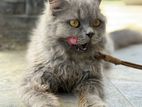 Pure Persian Cat