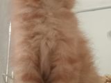 Persian Kitten