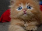 Pure Persian Kitten