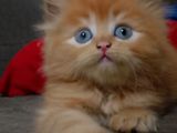 Persian Kitten