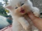 pure persion kittens