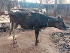 Farm Cow