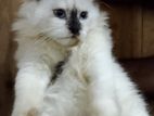 Pure Ragdoll Cat