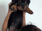 Pure Rottweiler Female Puppies