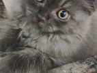 Pure Scottish Fold Persian Kittens