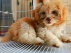 Pure Shih Tzu Dog