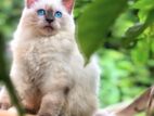 Pure Siberian Persian kitten