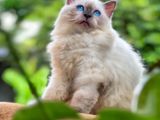 Pure Siberian Persian Kitten
