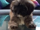 Tibetan Terrier