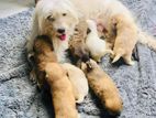 Tibetan Terrier Puppy