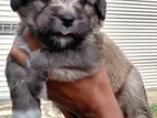 Pure Tibetan Terrier Puppies