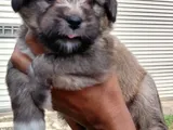 Pure Tibetan Terrier Puppies
