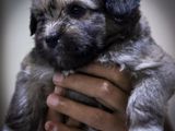 Pure Tibetan Terrier Puppies