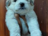 Tibetan Terrier Puppies