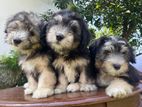 Pure Tibetan Terrier Puppies