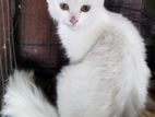 Pure Turkish Angora Kitten