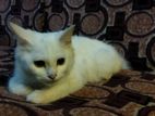Pure Turkish Angora Kitten