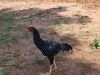 Pure Velladian Rooster