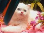 Pure White Blue Eye Persian Male Kitten