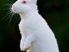Pure White Female Rabbit