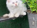Pure White Kitten Female