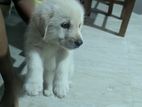 Pure White Labrador Puppy