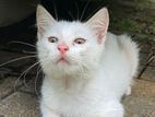 Pure White Mix Persian Kitten Male