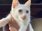 White Mix Persian Kitten Male