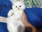 White Odd Eye Persian Cat