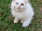Pure white odd eye Persian kittens