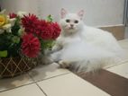 Pure White Persian Cat