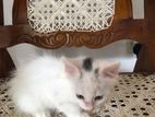 Pure White Persian Cat